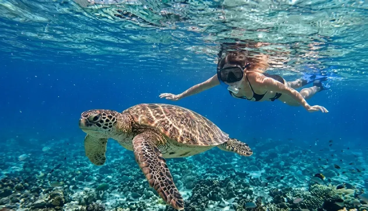 The Marine Megafauna Expedition: Snorkeling with Dugongs & Giant Sea Turtles
